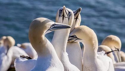 佛罗伦萨2-0轻松取胜萨索洛，进攻表现不俗——意甲最新战报