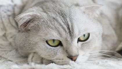 爱游戏体育_ NBA季后赛对决解析，谁将问鼎？，nba季后赛对阵揭晓