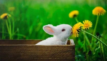 爱游戏下载_ 2025年电竞产业发展趋势：如何把握机会，2020年电竞行业发展趋势