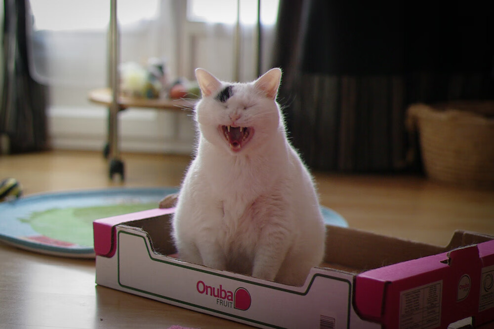 _赛事期间观众互动新玩法增添观赛乐趣_,比赛观众互动环节