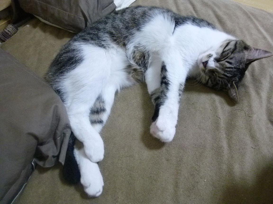 埃文·富尼耶在NBA常规赛中表现出色,埃文富尼耶什么水平