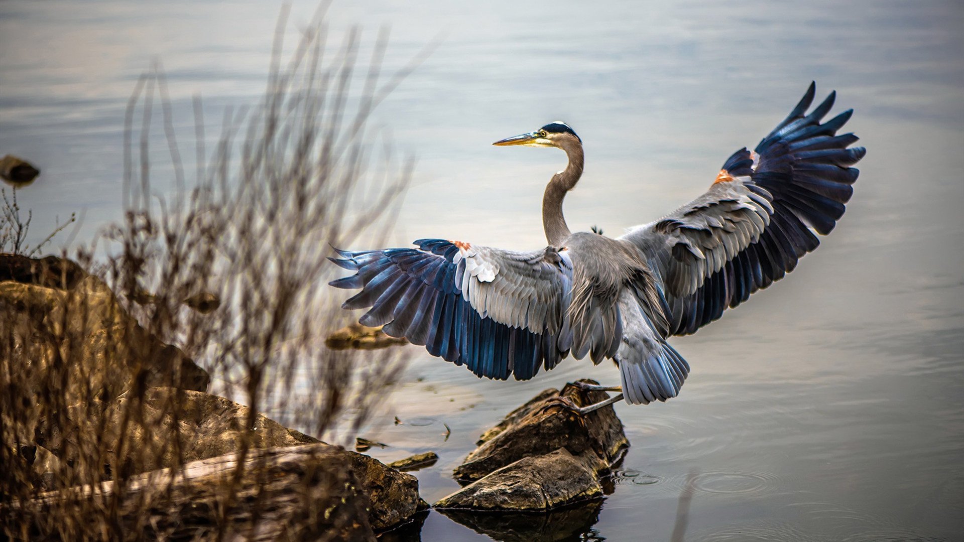 广州队引进外援，锋线实力大增，广州队的外援