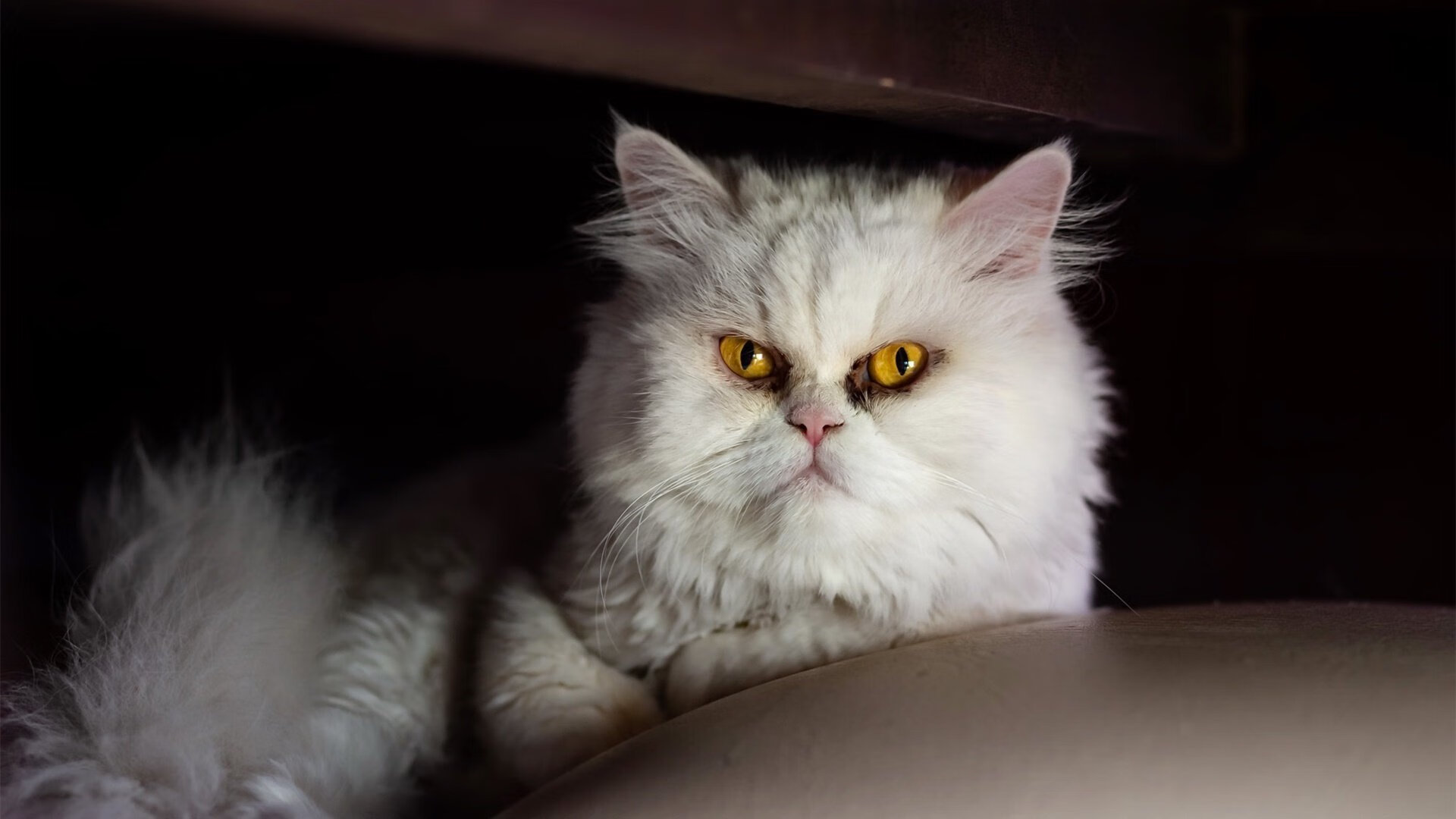 拉齐奥在意甲联赛中排名第六,获得欧协联资格。,拉齐奥 意甲