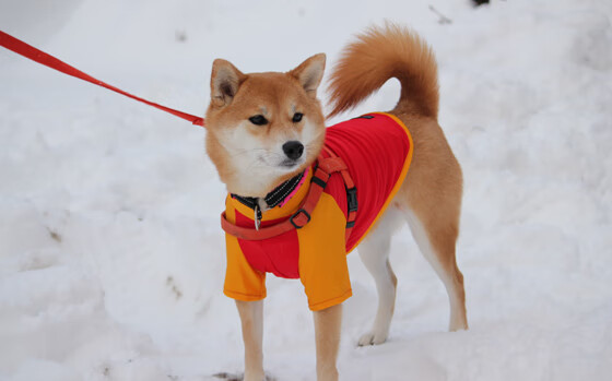 拜仁3-2多特,莱万梅开二度助力,拜仁5-1狂胜 莱万梅开二度