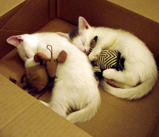 篮球青少年运动员比赛经验积累计划,青少年篮球培训年度总结