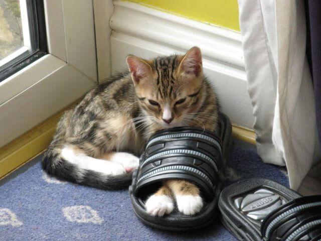 青训营地引入高端仿真模拟器，训练效果显著提升，模拟训练室