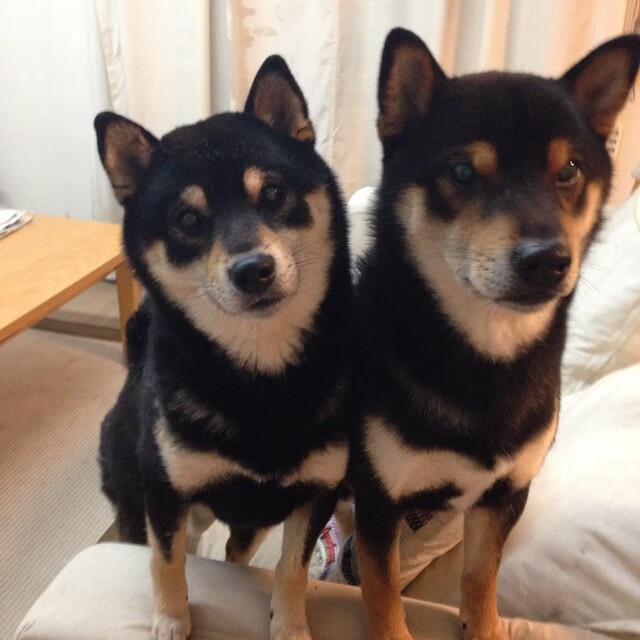 CBA半决赛辽宁轻取广东，赵继伟贡献12助攻，cba半决赛辽宁队