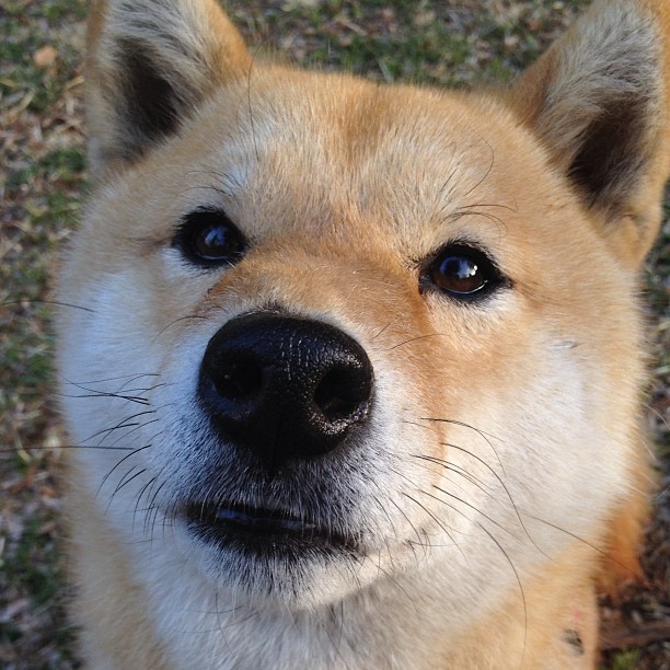 布莱顿客场不敌对手，保级状况仍然堪忧，布莱顿首发