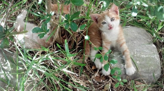 生力啤酒人赛季连胜提升信心，生力啤酒酒精度多少