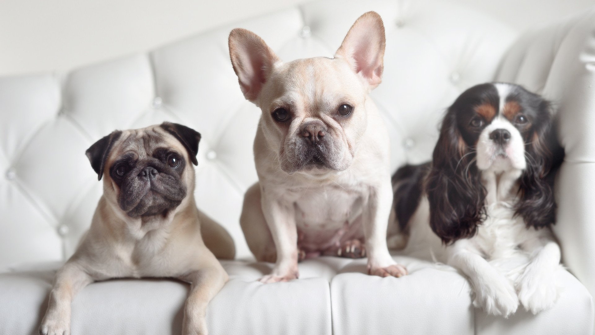 生力啤酒人赛季连胜提升信心,生力啤酒酒精度多少