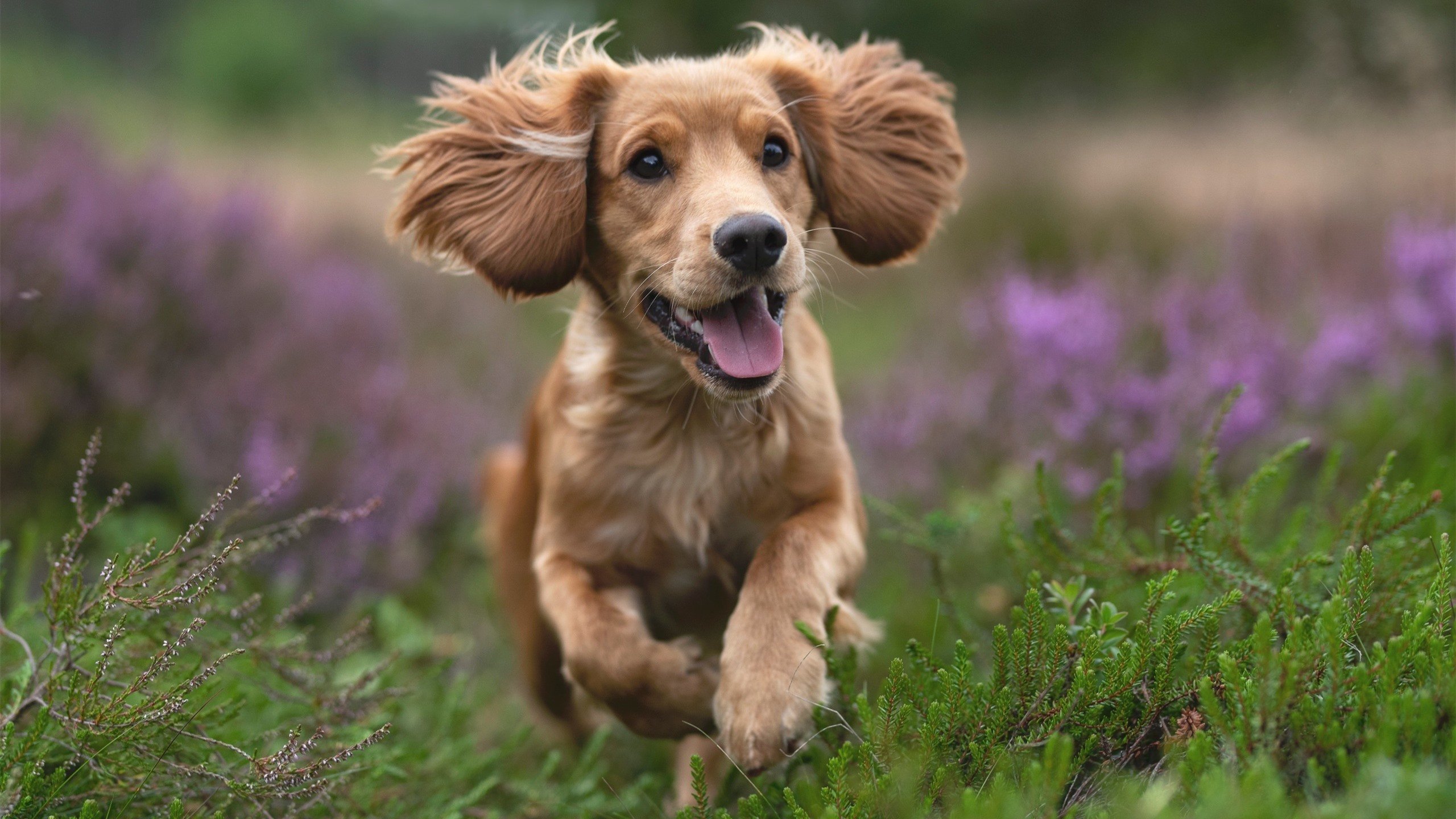 中超前锋触球效率与得分转化率分析,中锋传球