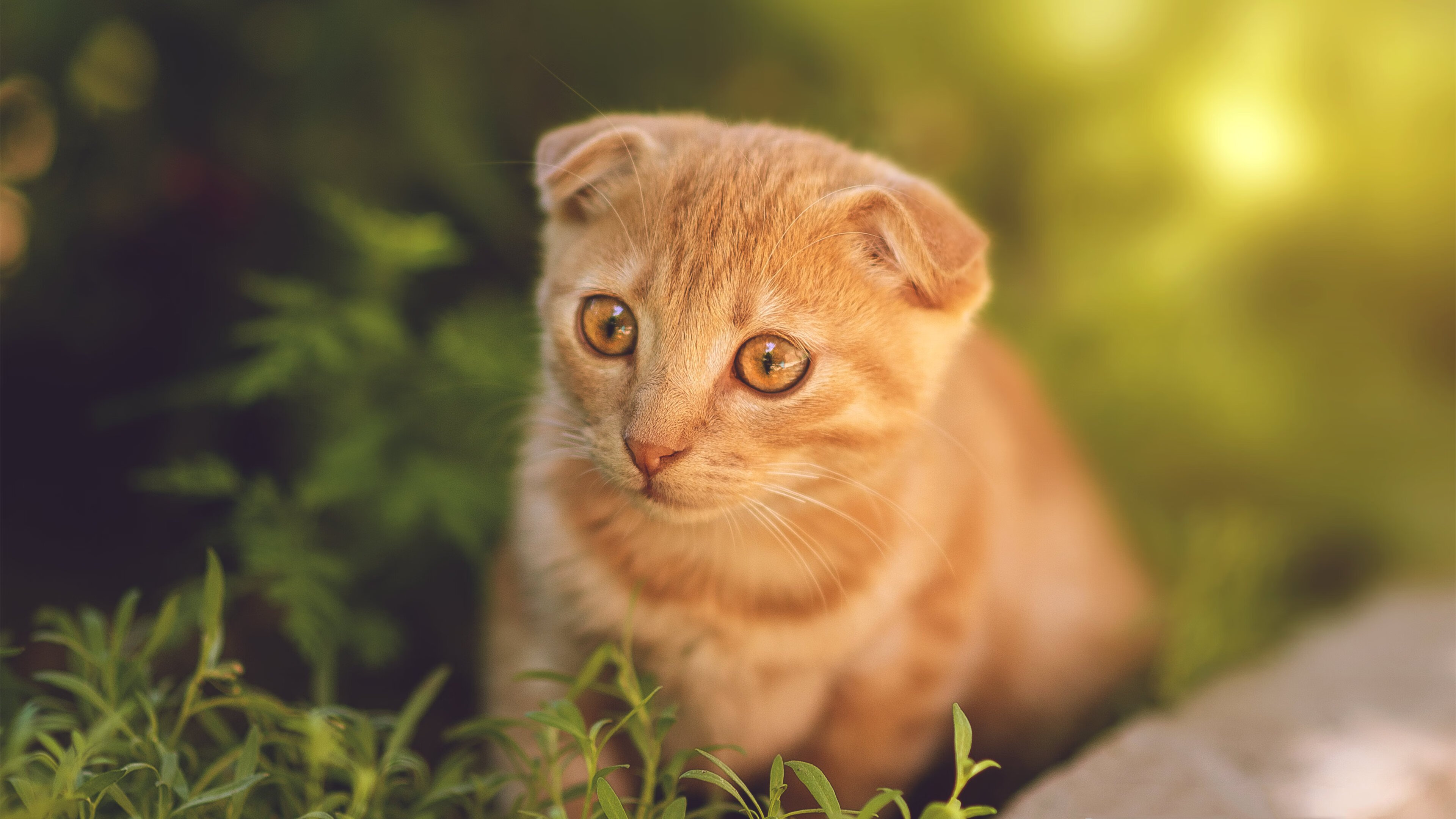 明星运动员体验农村体育设施引发讨论,运动员做明星