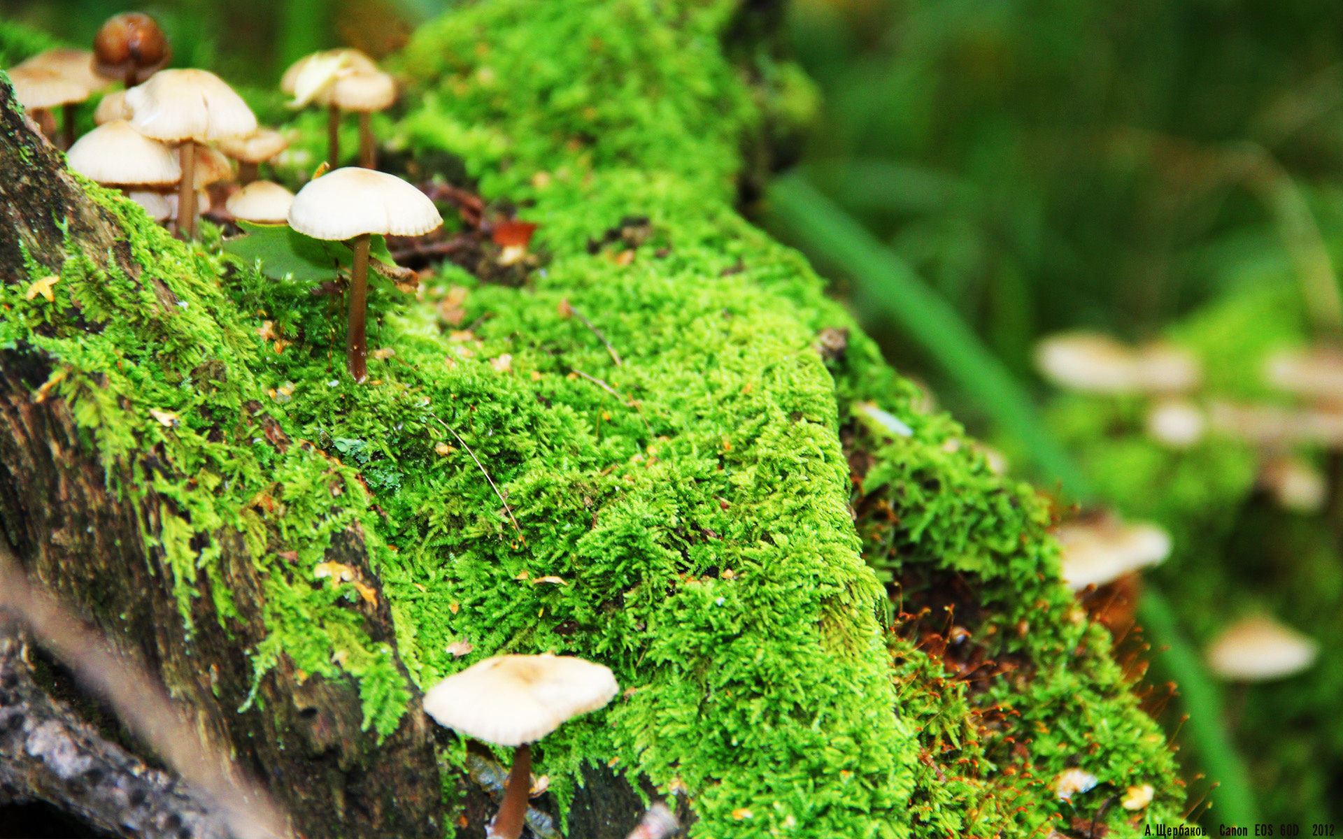 法甲新人崛起:未来的足球之星!,法国足球未来之星