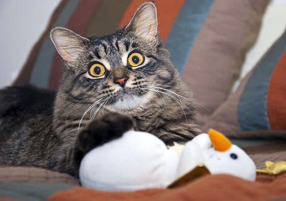 陈芋汐完美发挥赢得女子10米跳台金牌，陈芋汐十米跳台决赛